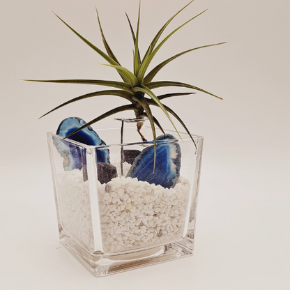 Air Plant Planter with Blue Agate
