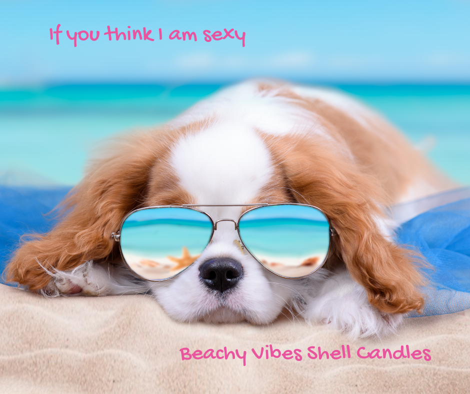 A King Charles Dog with Sunglass on the Beach representing nrglife beachy vibe candles