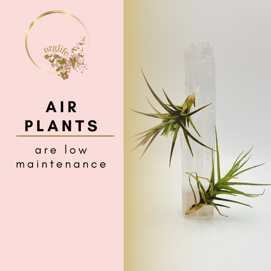 Air Plant Décor in this photo depict two air plants attached to a length of selenite.