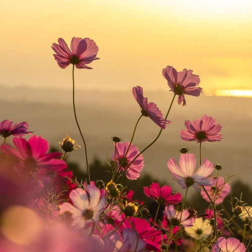 Floral is a scent collection of sanctuary.