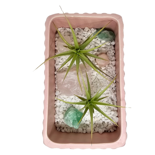 Two Air Plant Tillandsia's embedded in mini white rocks and crystals, encased in a oblong pink planter.