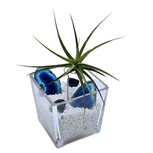 An Air Plant Tillandsia Mounted on tall Wire embedded in mini white rocks and crystals in a small square glass planter.