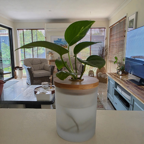 Water Plant Decor