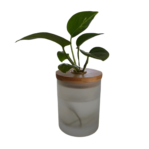A Plant cutting placed into a glass jar with water. It has a timber lid with whole in middle for stems and root system to enter the water.
