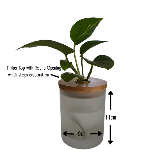 Water Plant Decor