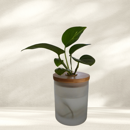 Water Plant Decor