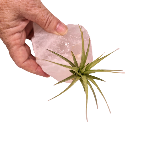 An Air Plant Tillandsia attached to a large chunk of Rose Quartz Crystal.