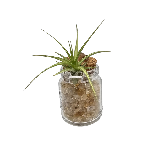 An Air Plant Tillandsia placed on a ring attached to a glass jar filled with Citrine Crystal Chips with a Cork Lid.
