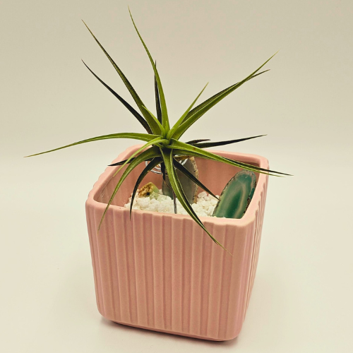 Air Plant Pink Planter with Green Agate