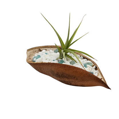 An Air Plant in a Seed Pod with mini white rocks and crystal chips.