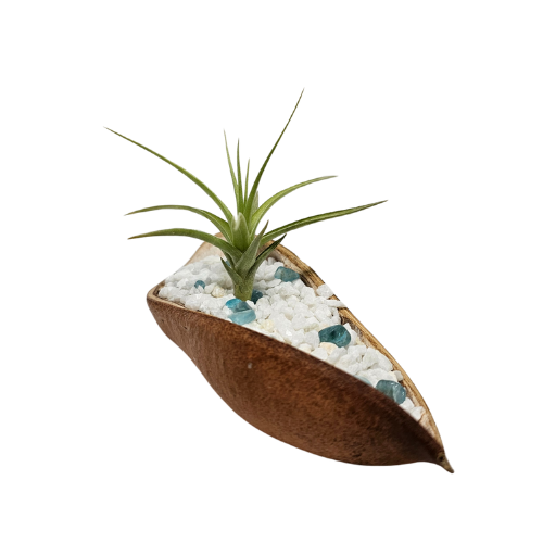 An Air Plant in a Seed Pod with mini white rocks and crystal chips.