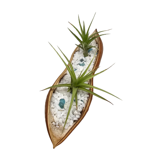 Two Air Plant Tillandsia in a Seed Pod with mini white rocks and crystal chips.