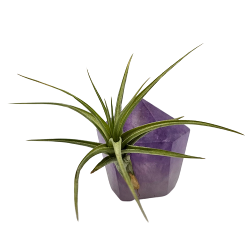 An Air Plant Tillandsia mounted on an Amethyst Crystal Point/Generator.