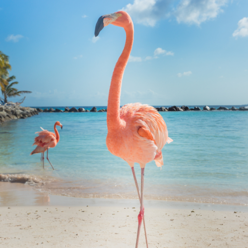 A photo depicting a beach in Aruba with two pink flamingo's.