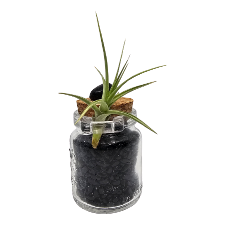 An Air Plant Tillandsia attached to a small glass jar filled with Black Tourmaline Chips with a cork top.