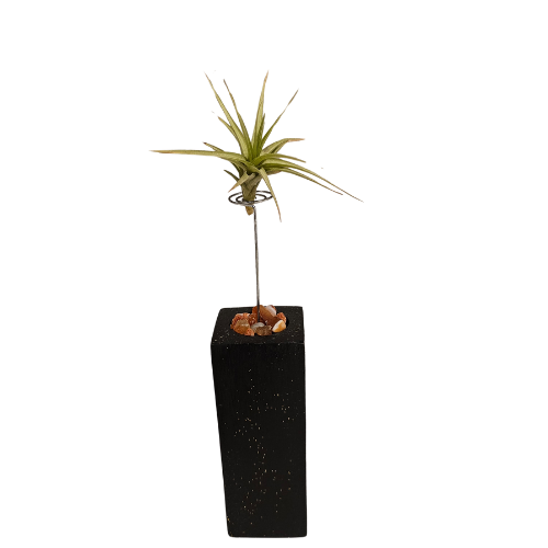 An Air Plant Tillandsia attached to a tall Wire Ring, embedded into a Black Wooden Block decorated on top with Carnelian crystal chips.