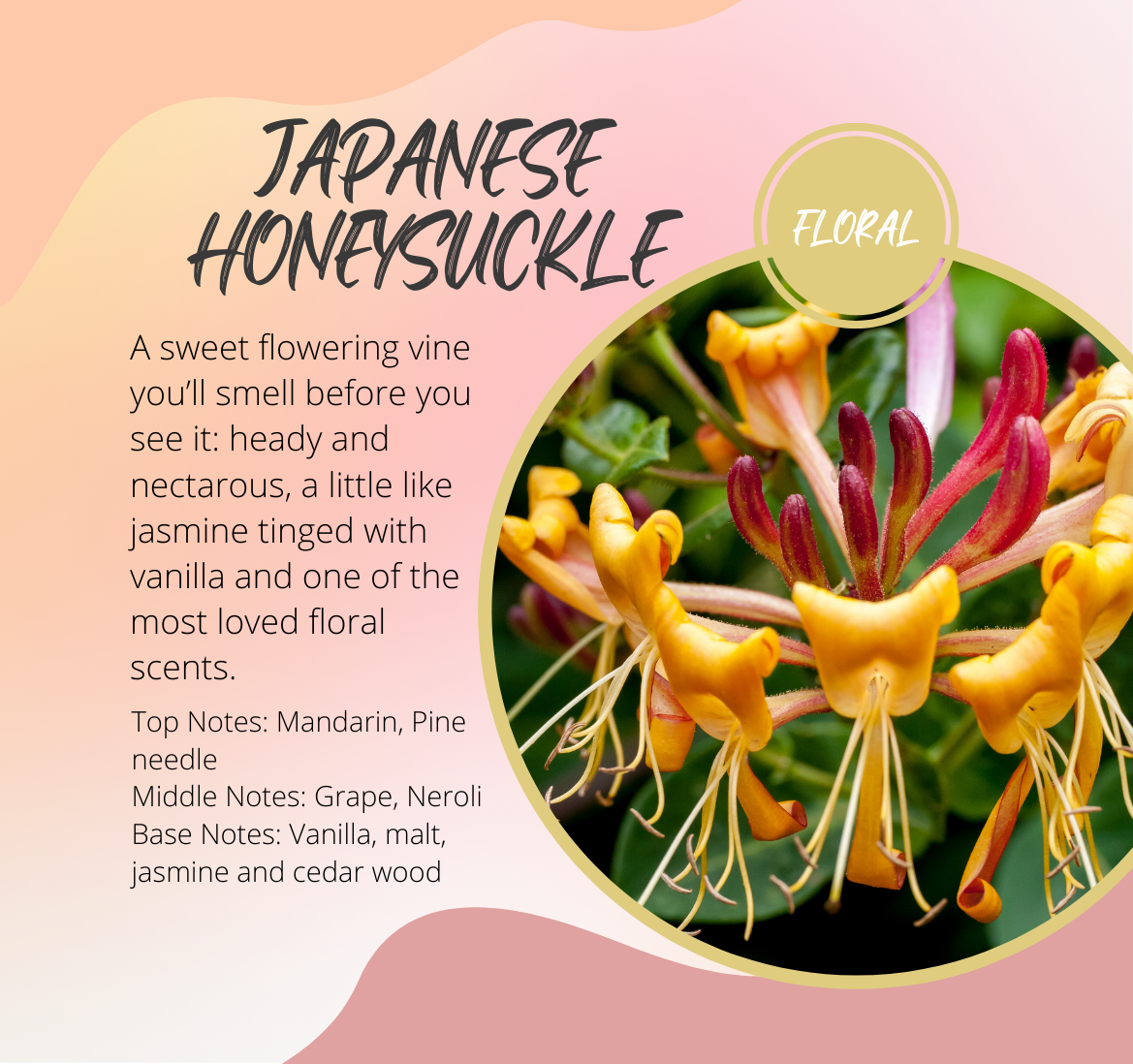 Japanese Honeysuckle Fragrance Chart