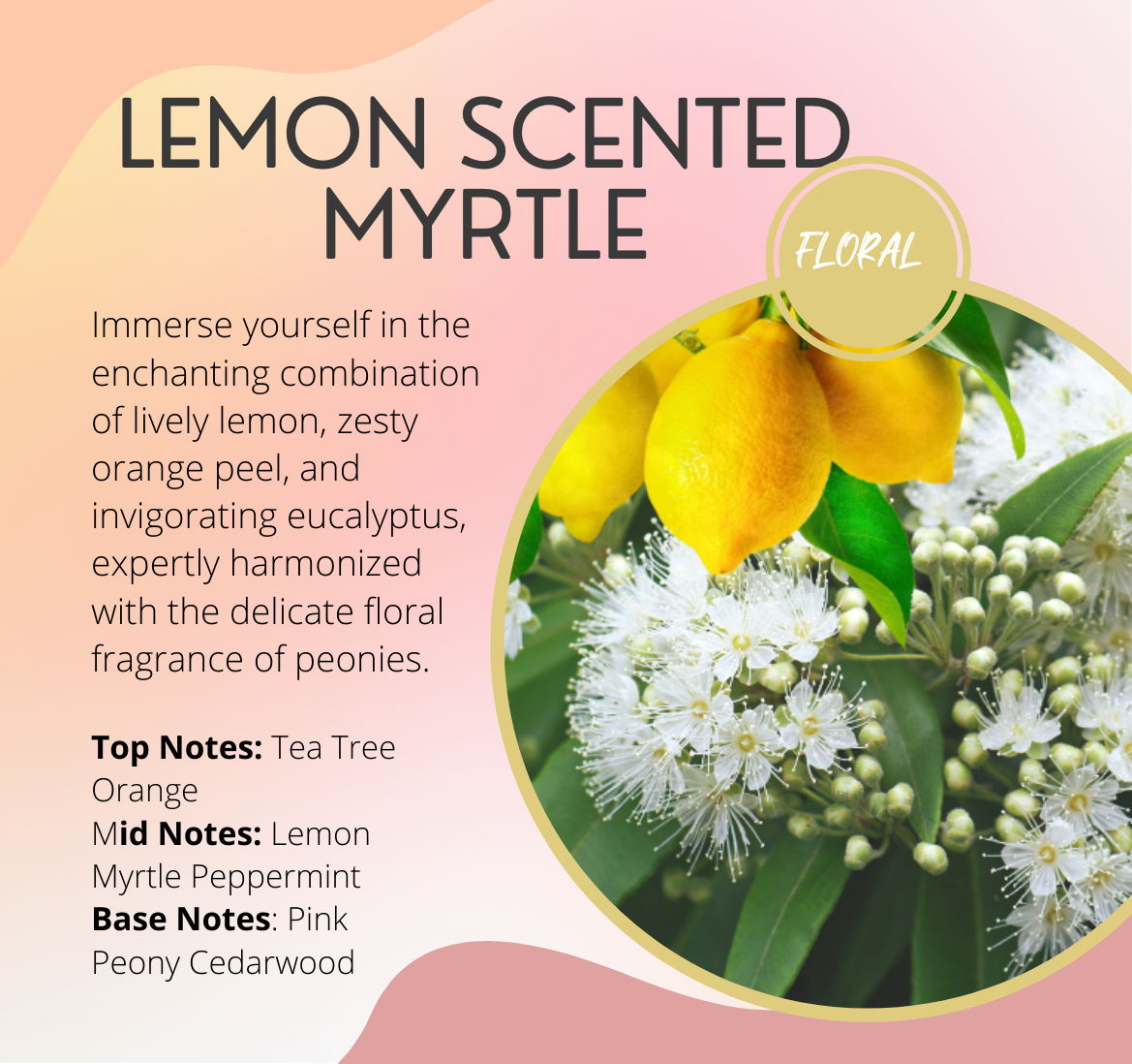 Harvest - Lemon scented Myrtle