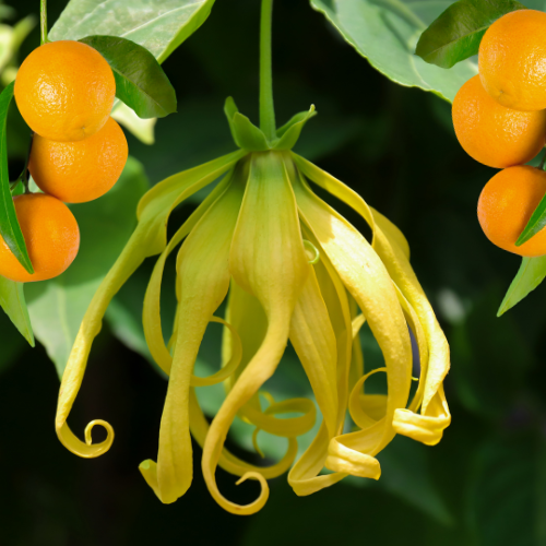 Orange & Ylang Ylang Fragrance Profile Picture.