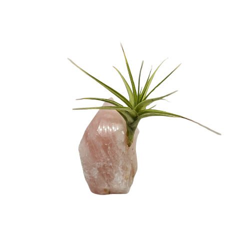 An Air Plant Tillandsia attached to a large Rose Quartz Crystal Point.