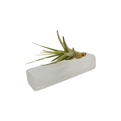 An Air Plant Tillandsia attached to a small square piece of Selenite Crystal.