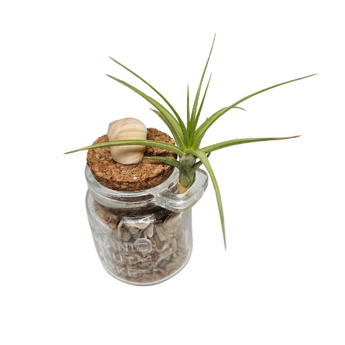 An Air Plant Tillandsia placed on a ring attached to a glass jar filled with Mini Shells with a Cork Lid.