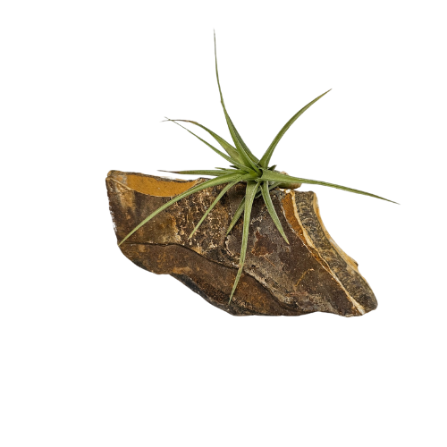 Air Plant attached to a Tigers Eye Slab of Crystal.