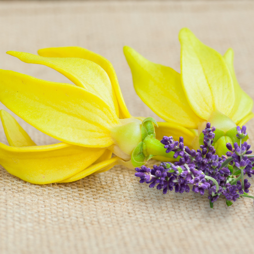 Ylang Ylang & Lavender Fragrance Profile Picture.