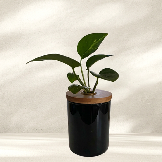 Water Plant Decor with black glass