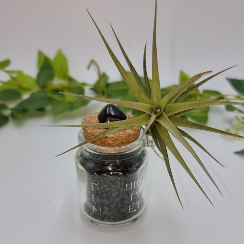 Air Plant attached to Jar filled with Black Tourmaline Crystal Chips
