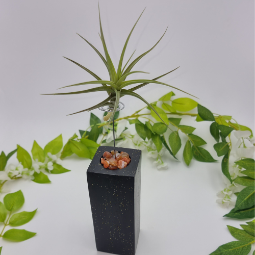 Air Plant attached to Black Wooden Stand