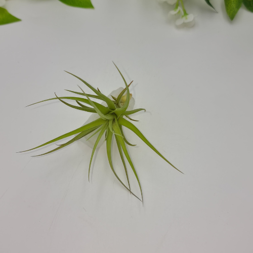 Air Plant attached to Selenite Slab