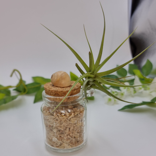 Air Plant attached to Glass Jar filled with Shells
