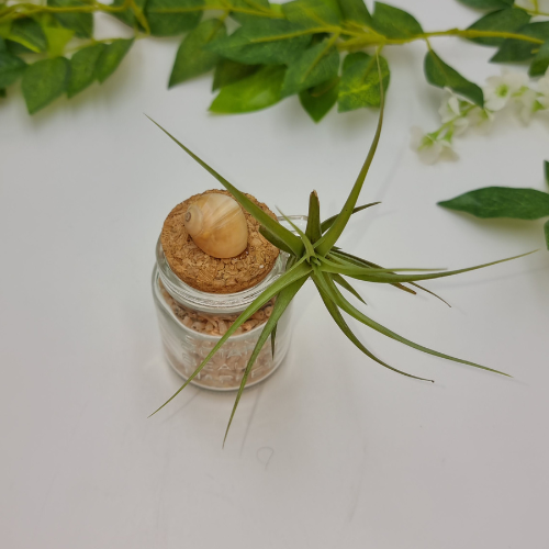 Air Plant attached to Glass Jar filled with Shells
