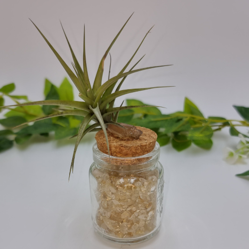 Air Plant attached to Glass Jar filled with Citrine Crystal Chips