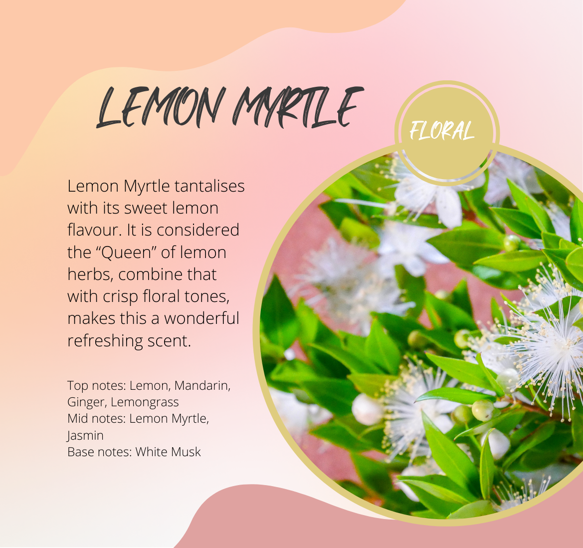 Lemon Myrtle Fragrance Chart